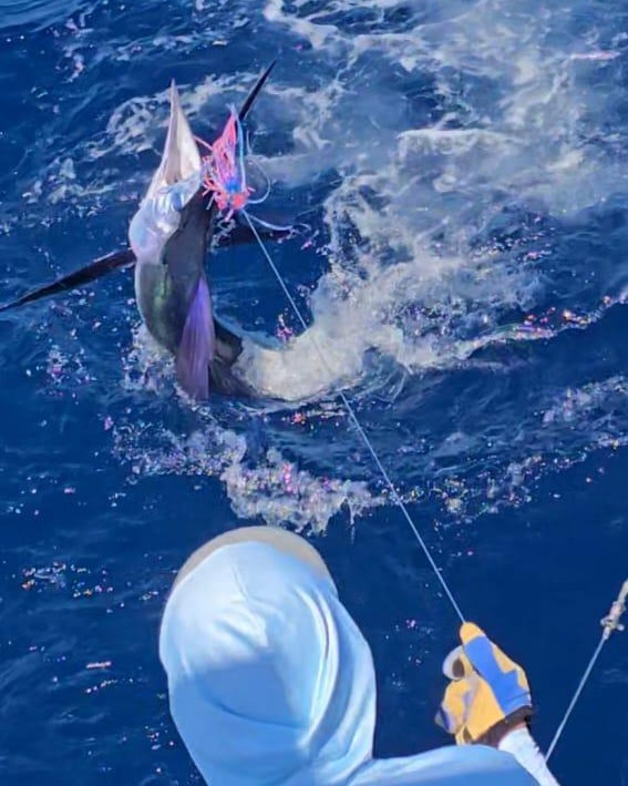 Marlin capturado en el Memorial Silvestre De Leon