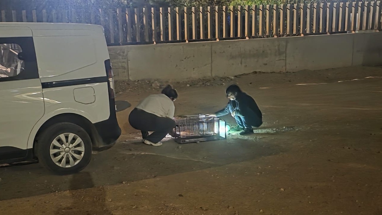 Campañas del Centro de Protección Animal (CPA) de Puerto del Rosario.
