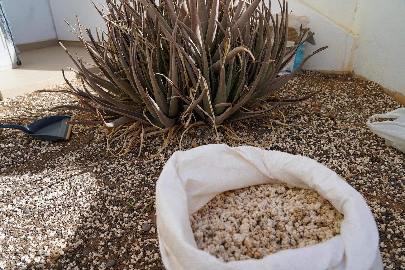Momento de la devolución de rodolitos a las playas de Corralejo (3)