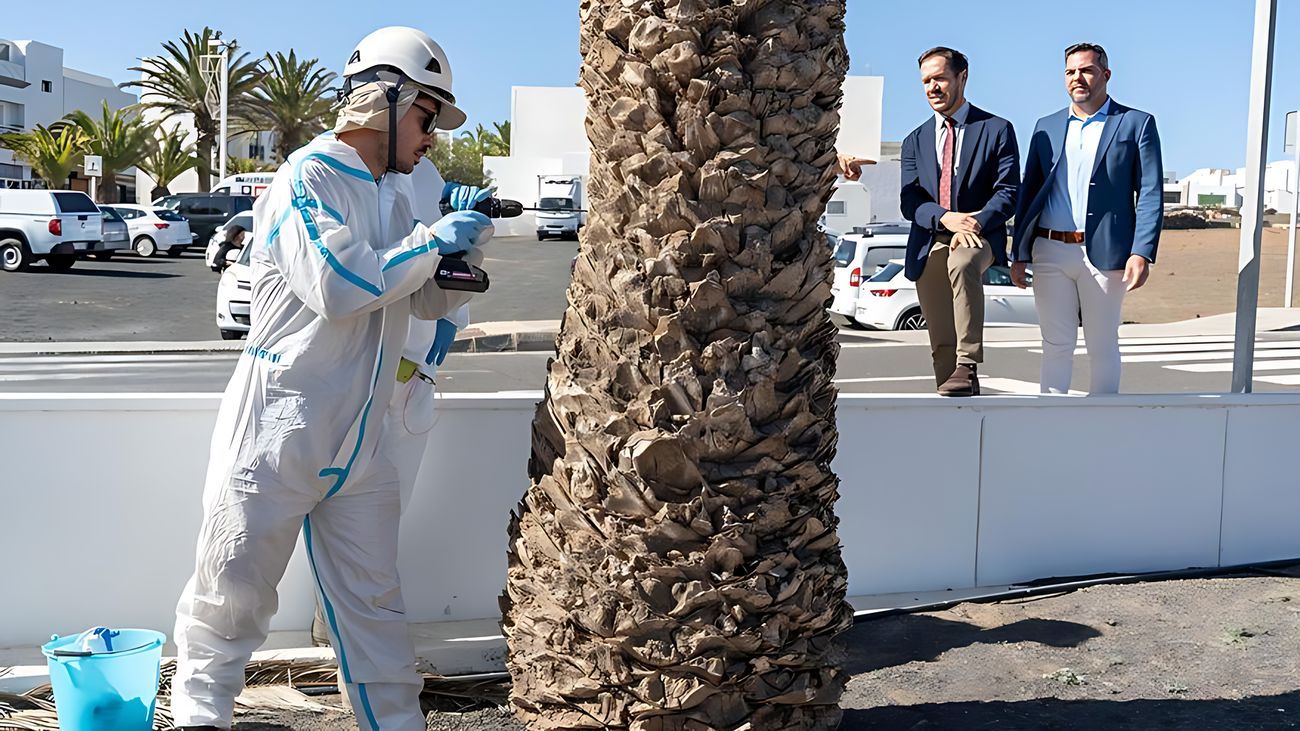 Visita al Plan de Control y Erradicación de Diocalandra frumenti en Lanzarote.