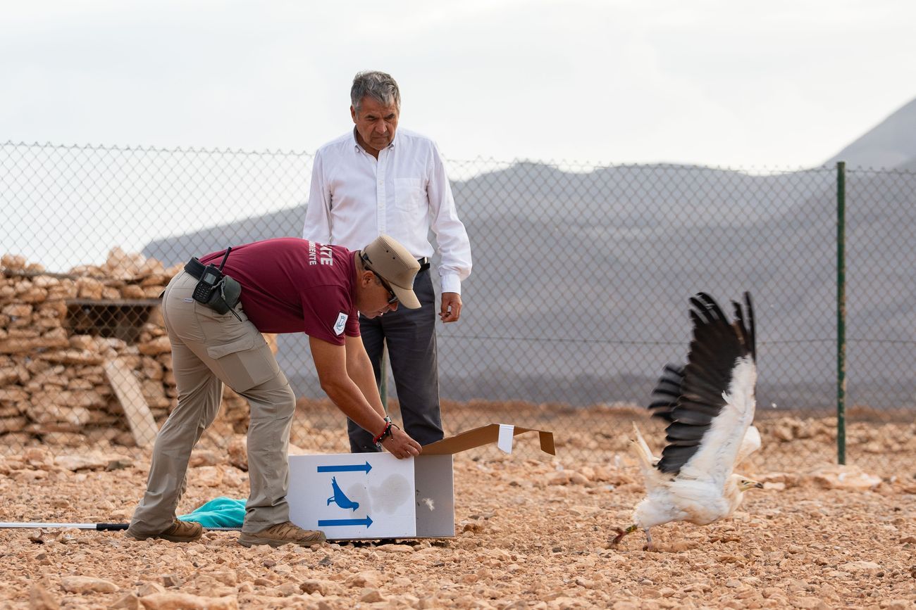El consejero participa en la suelta de un guirre recuperado.