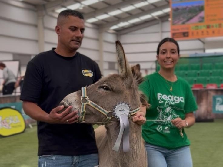 Burro majorero premiado en Feaga.