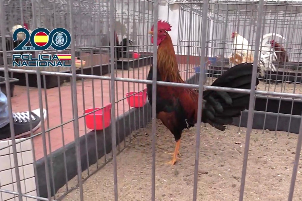 Gallo de pelea.