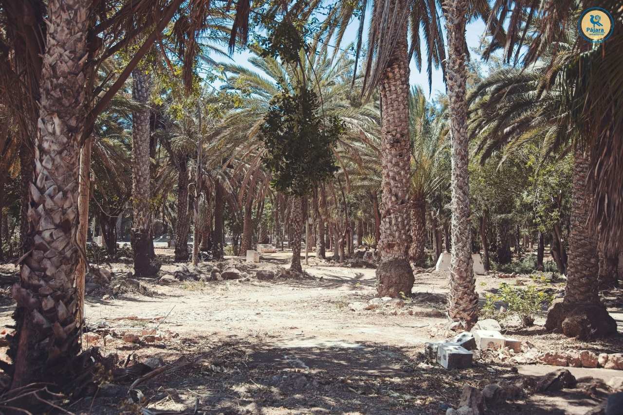 Palmeral de Costa Calma, en una imagen del ayuntamiento.