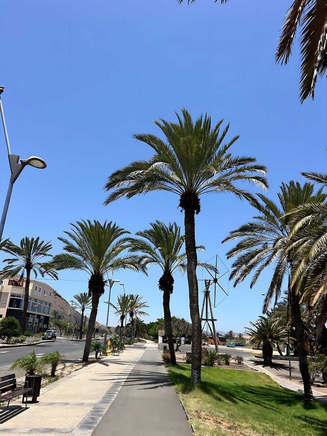 palmeras Gran Tarajal BxN 'Fuerteventura, bonita por naturaleza'
