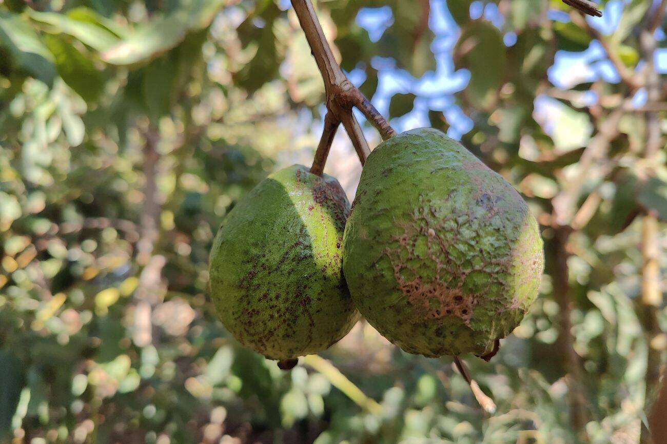 Cultivo de aguacate en Fuerteventura | ©Fuerteventura Digital, 2023.