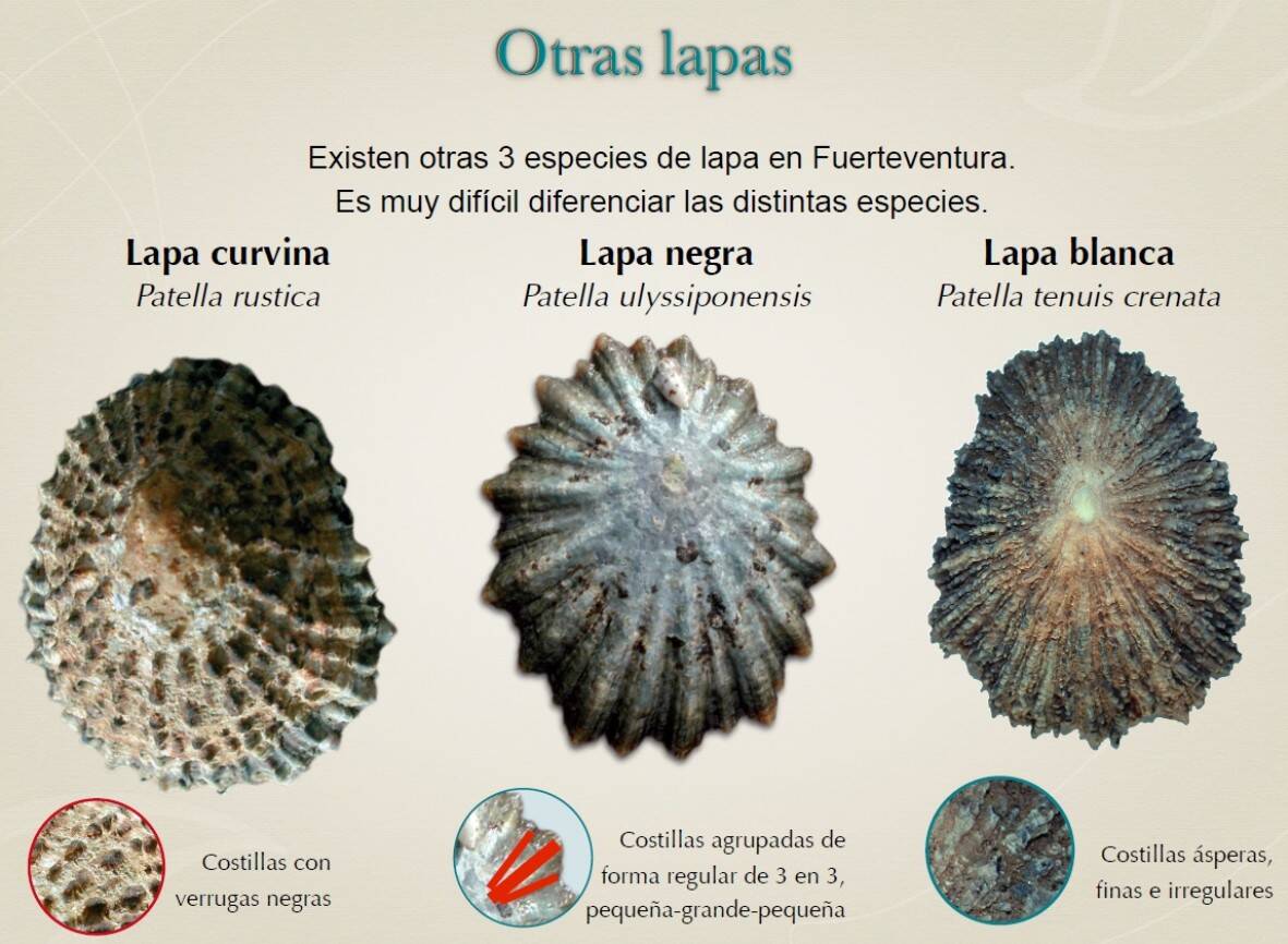 Otras especies de lapas, distintas a la majorera. Fuente: Conferencia Atlántica de Medio Ambiente (Cabildo de Fuerteventura, 2014).