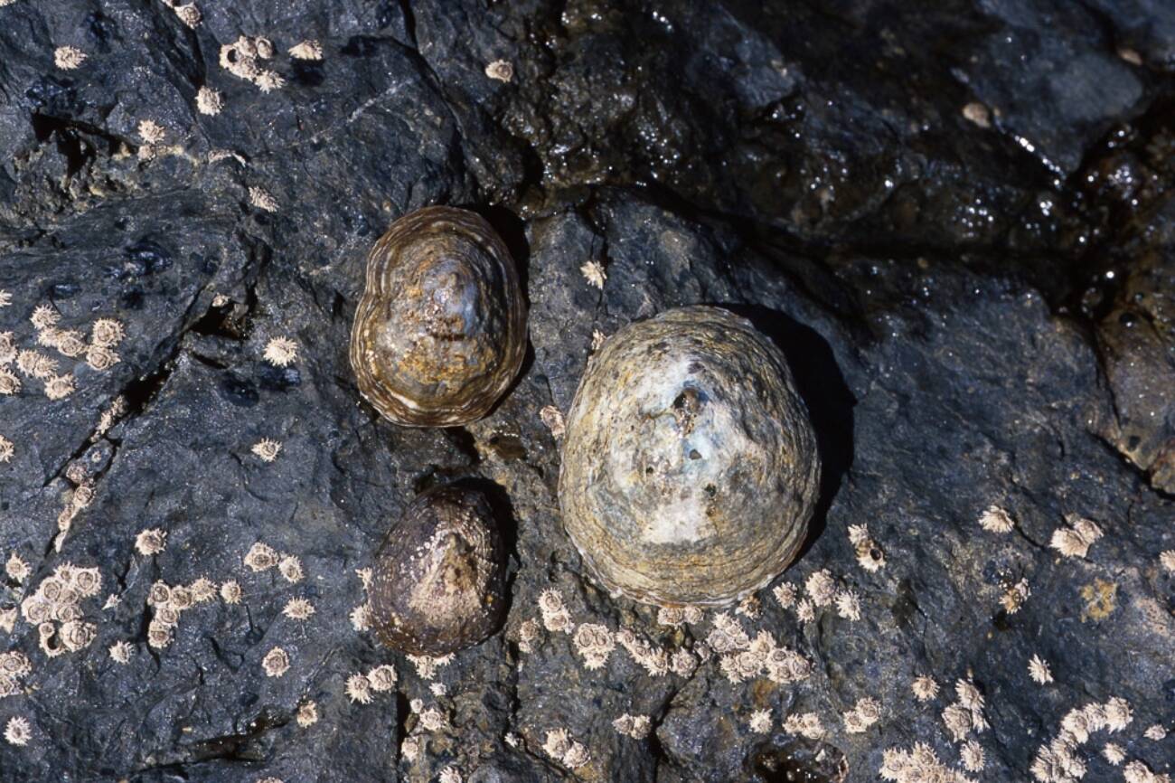 Lapas majoreras, en una imagen de la ponencia sobre su conservación en la Conferencia Atlántica de Medio Ambiente (Cabildo de Fuerteventura, 2014).