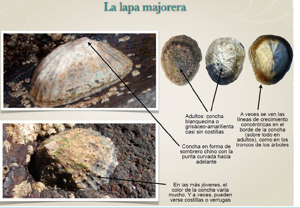 Características de la lapa majorera. Fuente: Conferencia Atlántica de Medio Ambiente (Cabildo de Fuerteventura, 2014).